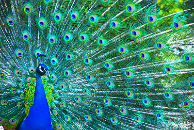 peacock