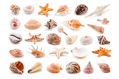shells