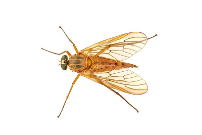 common