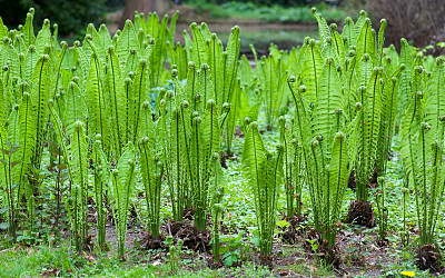 fiddlehead