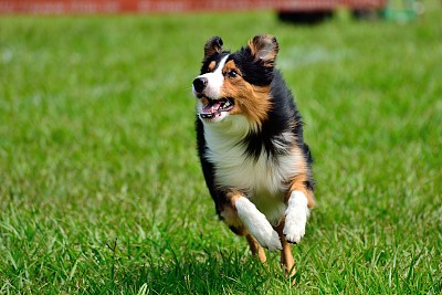 doggy