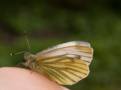 pieris