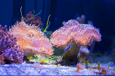 corals