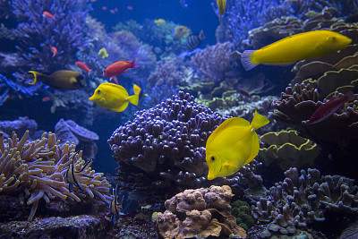 anemonefish
