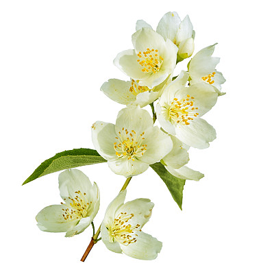 jasmine