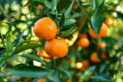 澳洲柑橘