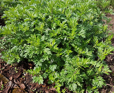 mugwort