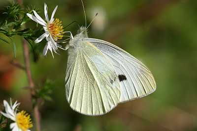 pieris
