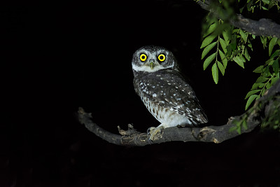 bubo