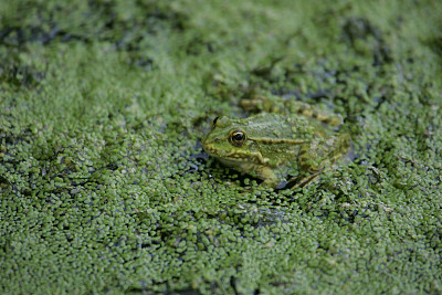 绿叶上静止的蛙