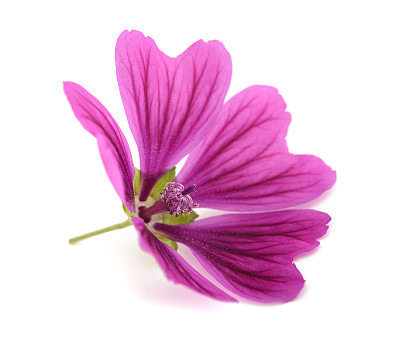 紫色小花紫色花朵