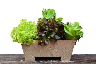 lactuca