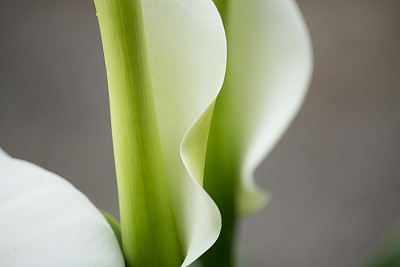zantedeschia