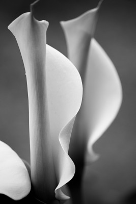 calla