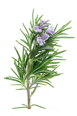 rosemary