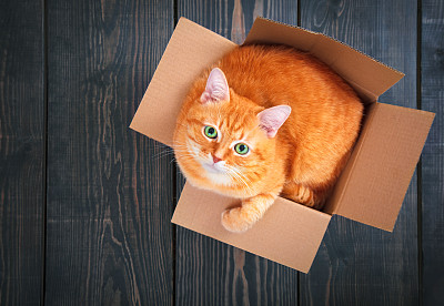 猫盒