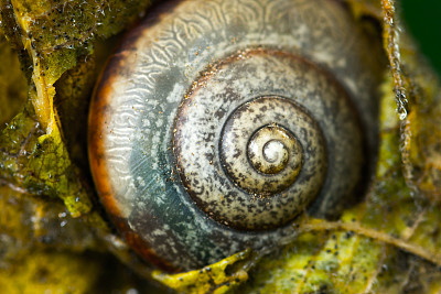 一只蜗牛