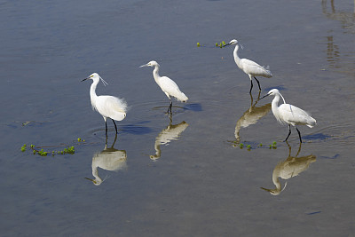 egret