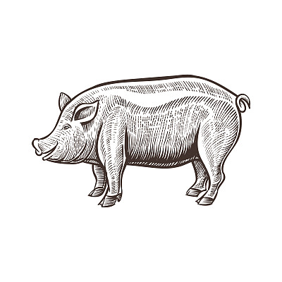 pig