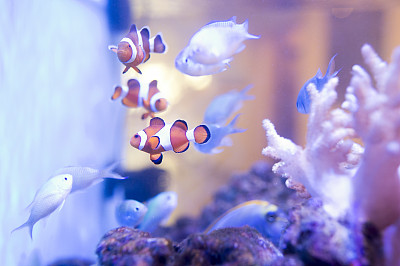 anemonefish