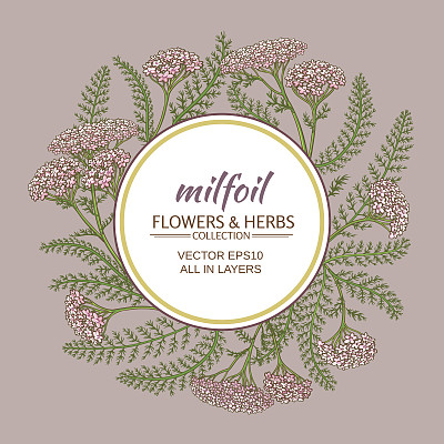achillea