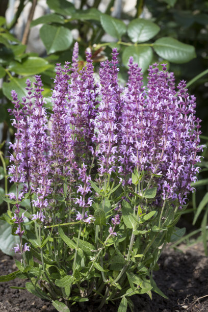salvia