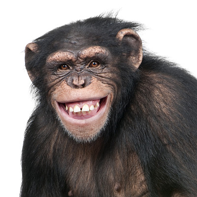 ape