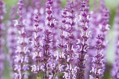 salvia