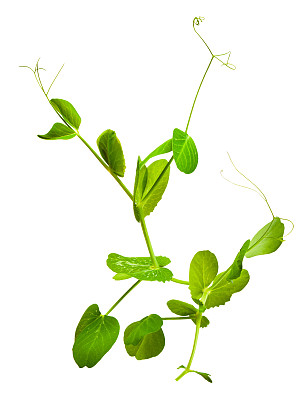 lathyrus