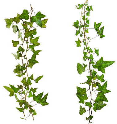 藤本植物