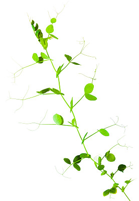 lathyrus