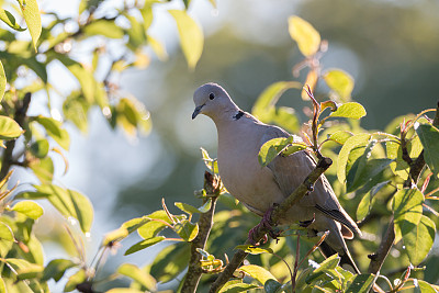 dove