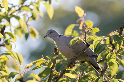 dove
