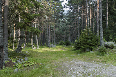 clearing