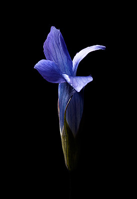 gentian