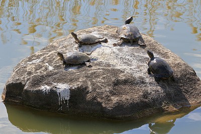 岩石乌龟石