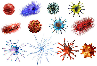 bacteria