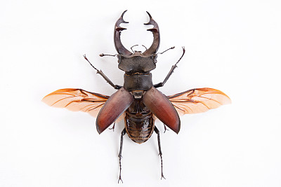 entomology