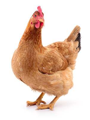 hen