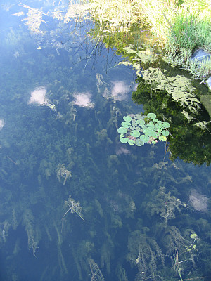 monet