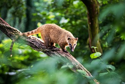 coatimundi