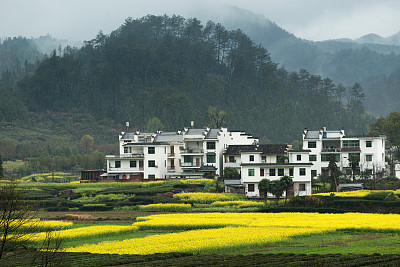 婺源油菜花风景