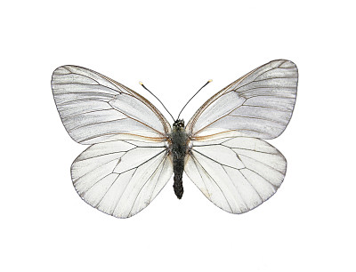 pieris