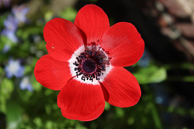 anemone