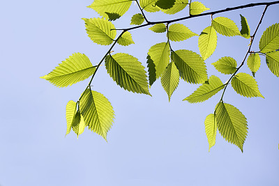 elm