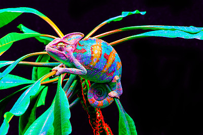 chamaeleon