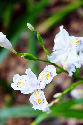 鸢尾花蓝蝴蝶花