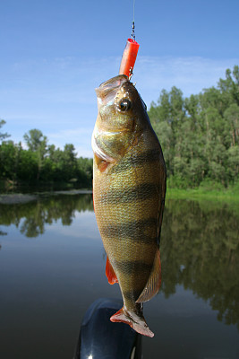 gills