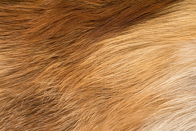 hairs
