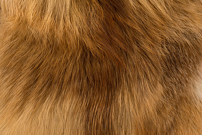 hairs